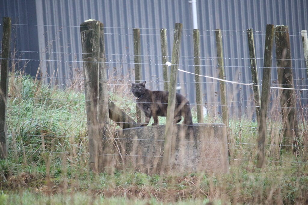 Black cat standing on water trough