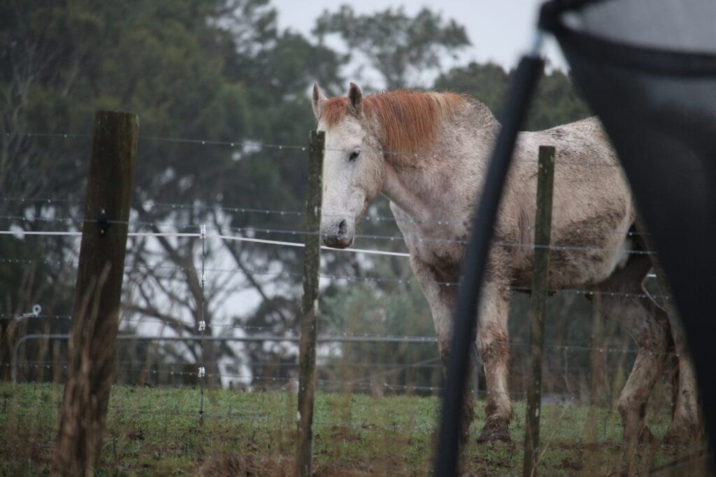 Horse with sleepy hanging head and droopy eyes