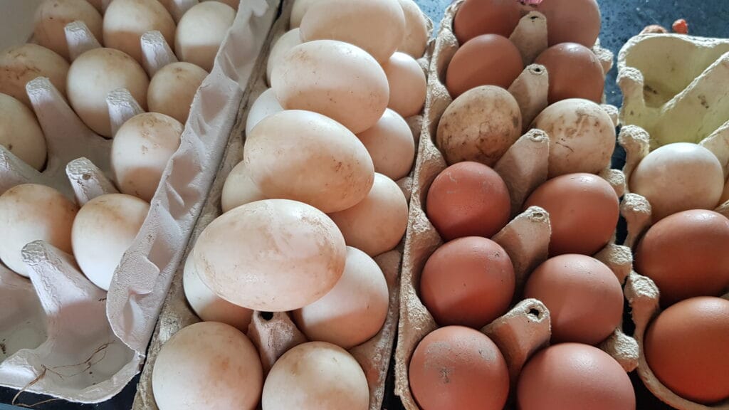 Several egg cartons fille and stacked with eggs