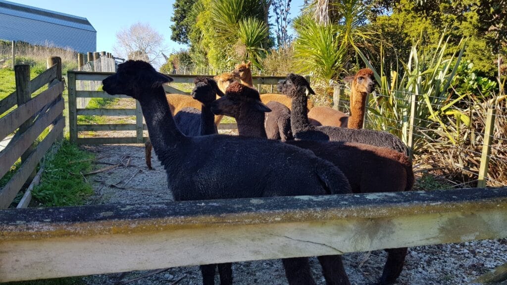 Group of alpacas in a pen