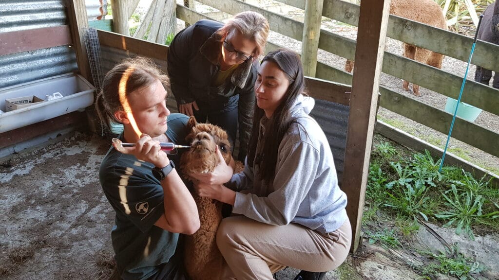 three people holding an alpaca to get drenched