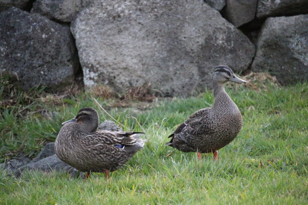 Two grey ducks on the lawn with a rock wall in the background.