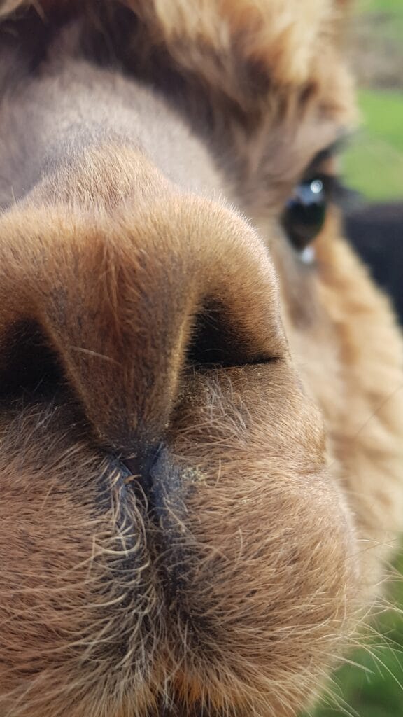 Closeup of a fluffy brown alpaca with a big nose in the foreground.