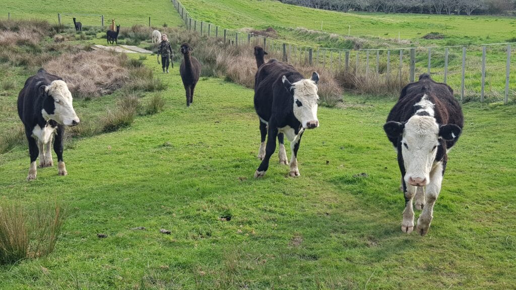 Three blach and white cows in the foreground with some alpacas in the blurry distance.