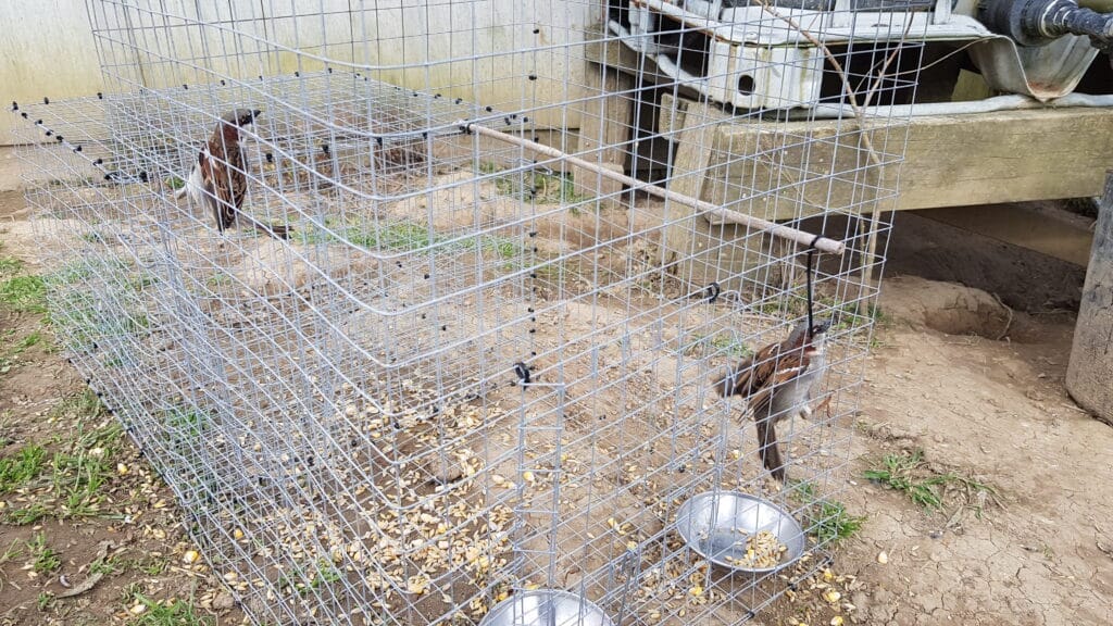 A mesh cage with two brownish sparrows in it.