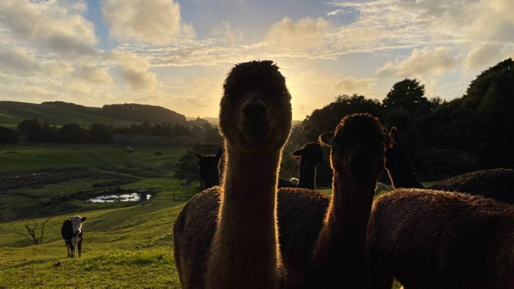 Silhouette of Alpacas in front of sunset