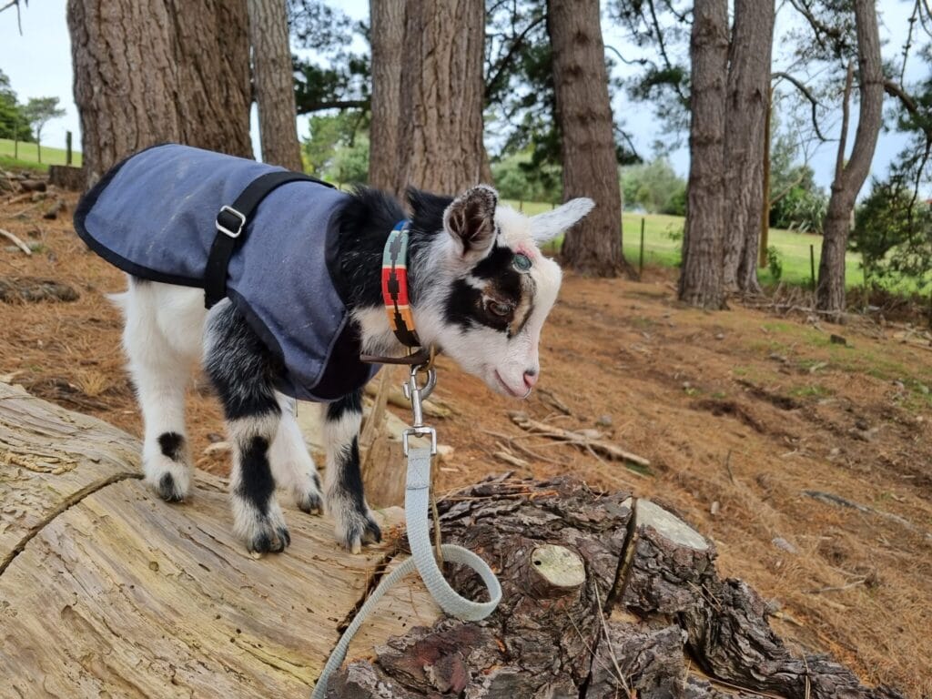 Goat on a tree log in a pine forest