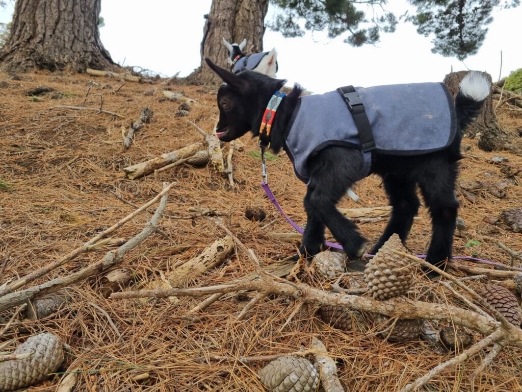 A goat in a pine forest