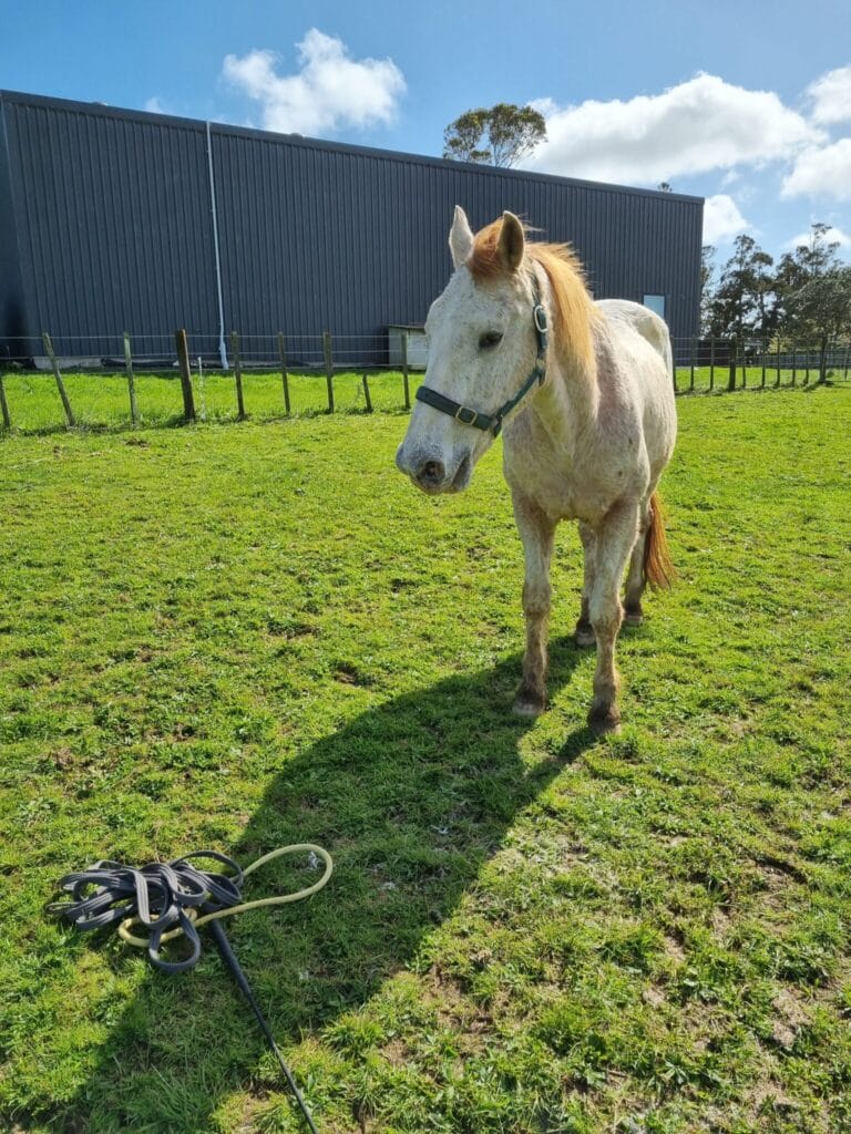 A horse in a paddock with lunge and whip