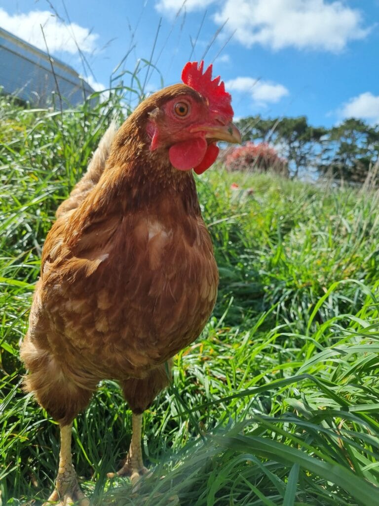 Brown chicken in high green garss