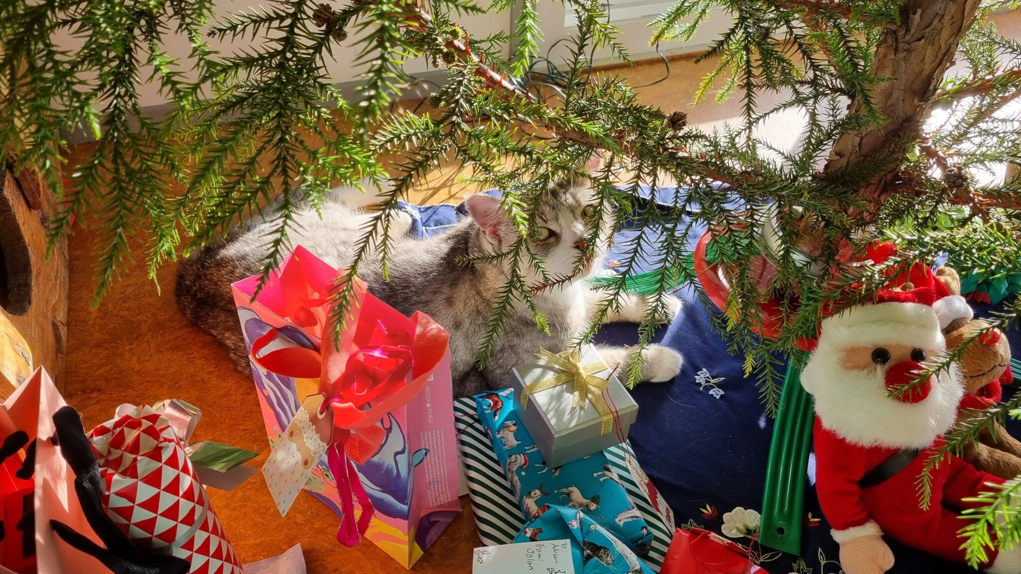 Base of chsritmas tree with presents and cat hiding behind branches
