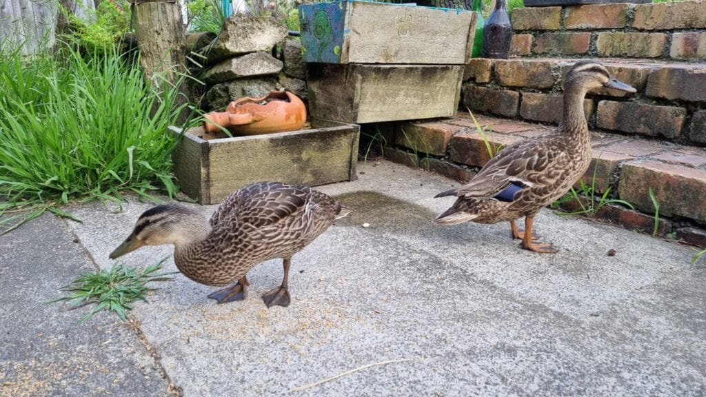 Big duck with little duck