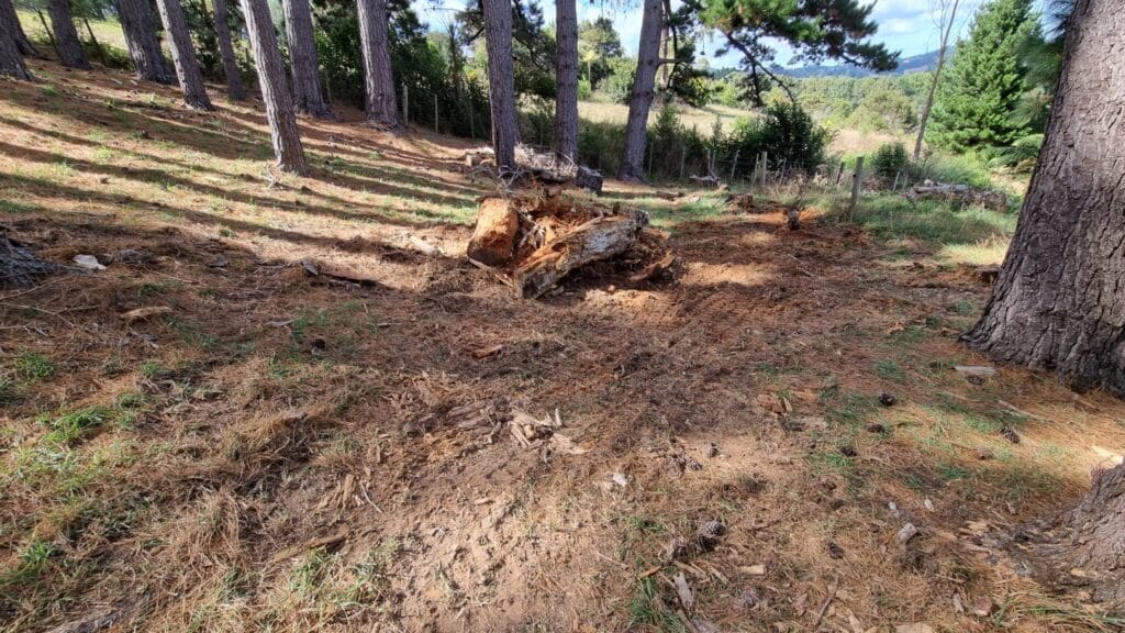 Forest with a small pile of old wood piled up between trees