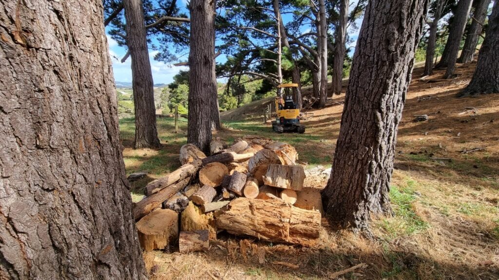 A pile of logs stacked up in a forest