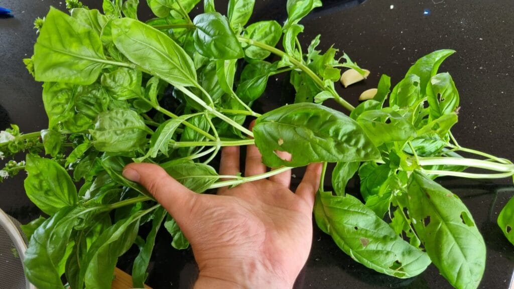 Big basil stems and leaves in a hand