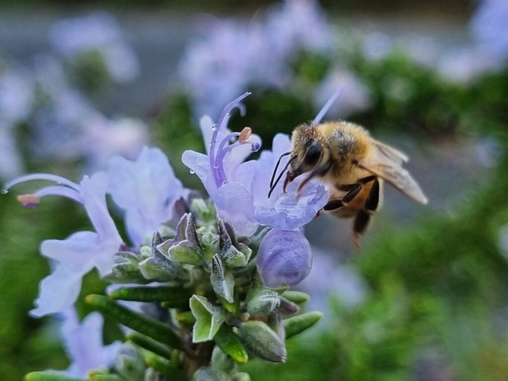 Light blue lavender blooms with honey bee sucking on them