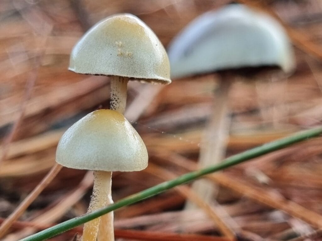 Group of three mushrooms with fading forest background