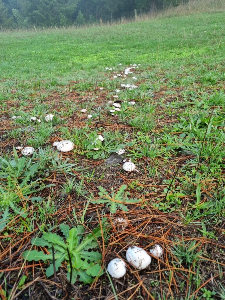 Series of white button mushrooms in paddock, fading into background