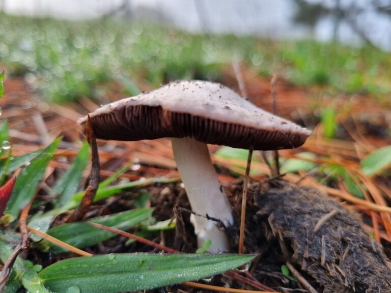 Closeup of white mushroom