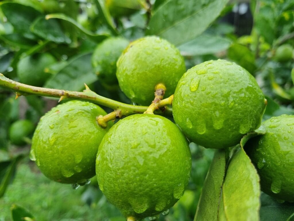 Green limes on a tree with raindrops on them