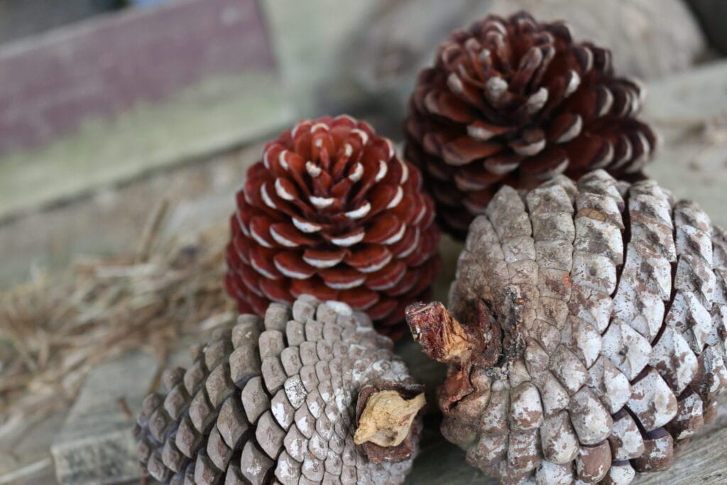 Group of pinecones