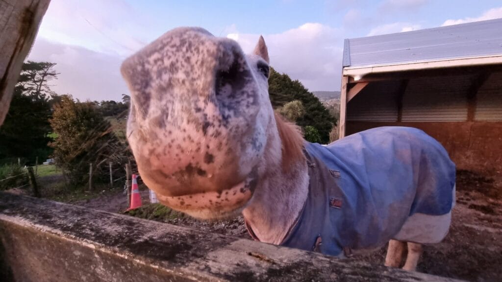 The big nose of a horse in the foreground.