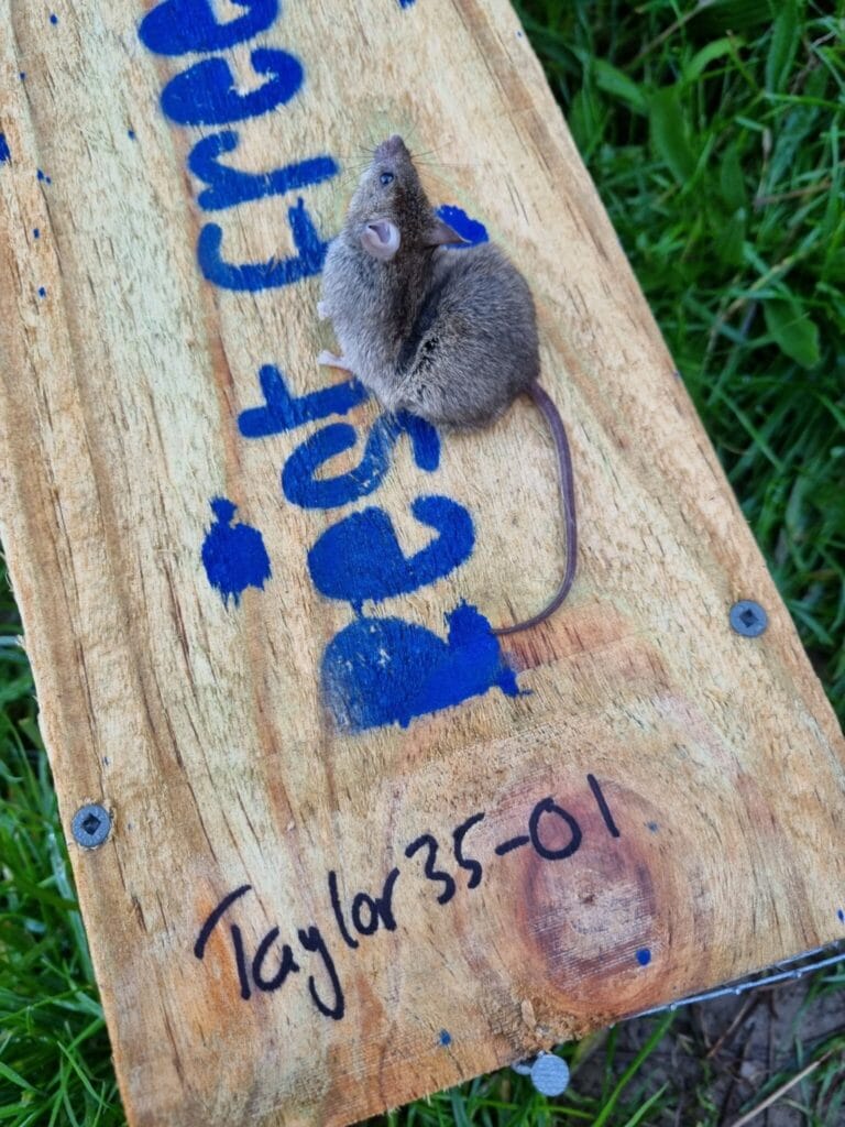Dead mouse on a trap enclosure
