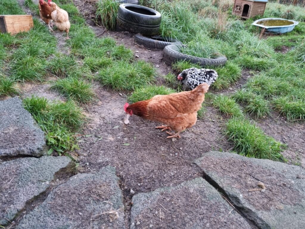 A brown chicken with a mouse in its beak