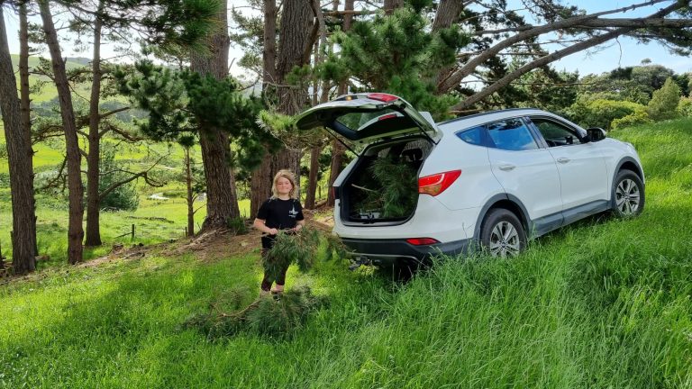 Car in paddock next to pine trees with gitl standing next to the boot filled with pine branches