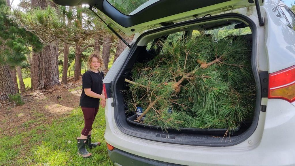 Car in paddock next to pine trees with gitl standing next to the boot filled with pine branches