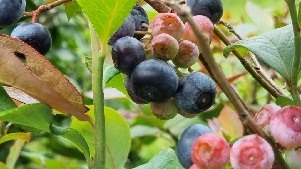 Blueberries on a bush