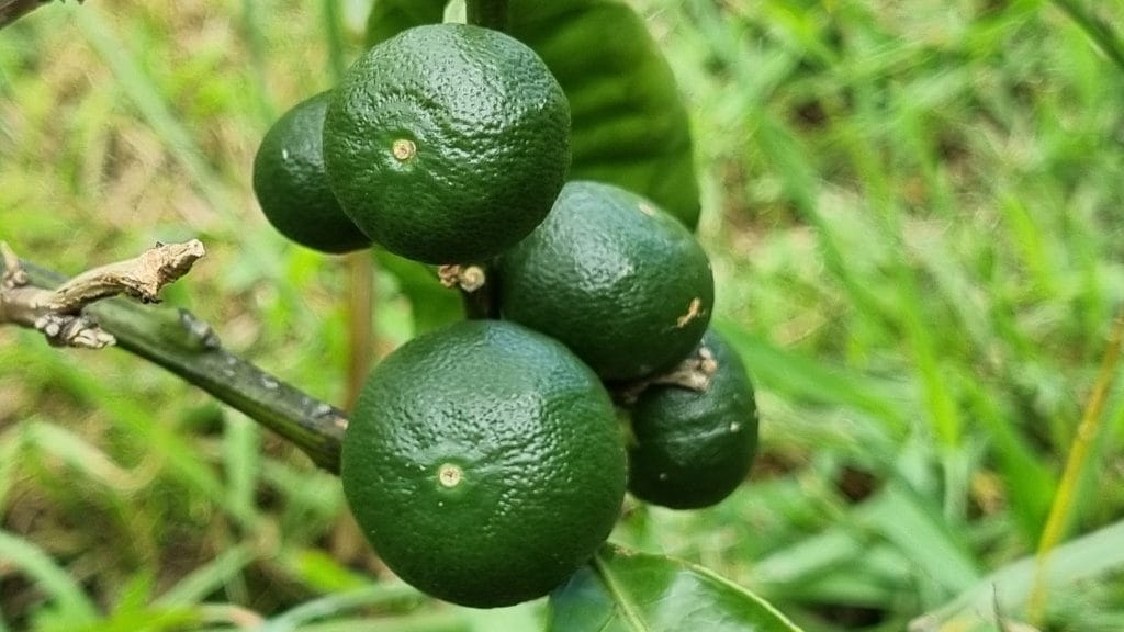 little green limes on a tree
