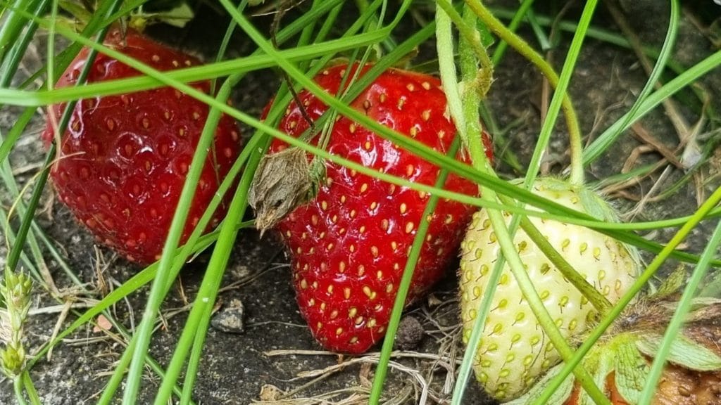 big red strawberry and a little green one next to it on a bush