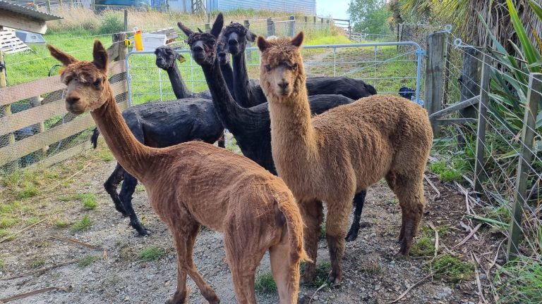 A bunch of alpacas, all but one thin necks and little bodies other than one brown alpaca in the front, being fluffy and puffy