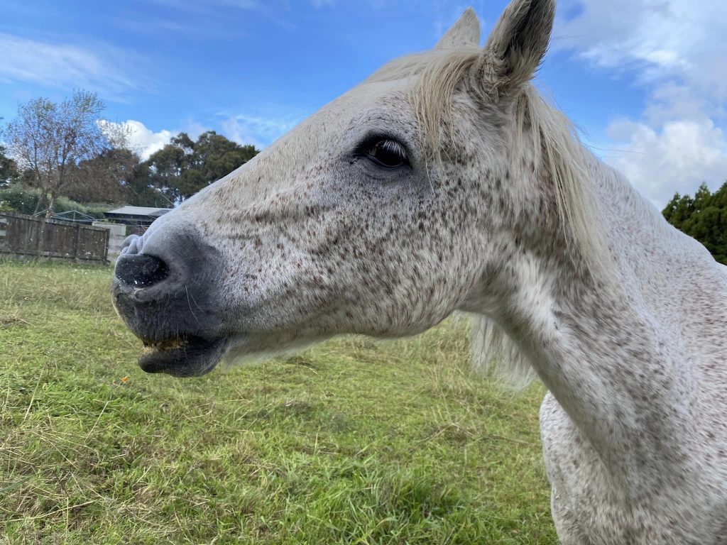 Closeup of a horse