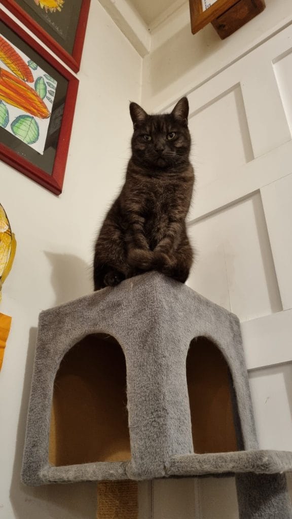 Charcoal coloured cat sitting on top of some cat play cubes