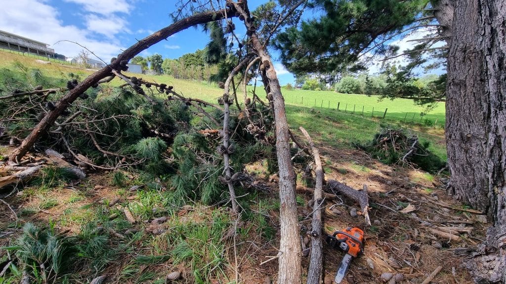 Thick pine branches with chain saw on ground