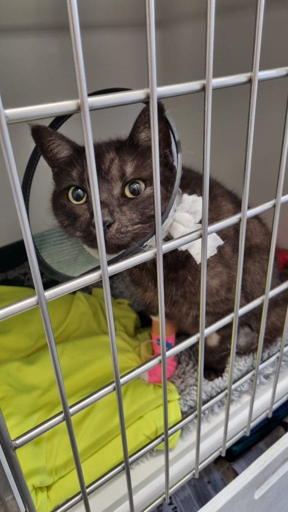 Cat with cone in a cage behind bars