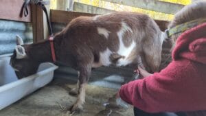 Girl milking a goat into a glass bottle