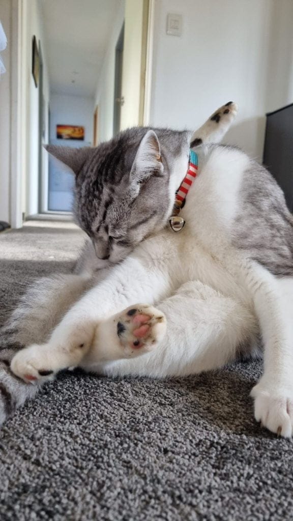 Cat sitting on the carpet, cleaning herself in awkward curled over position, basically sitting on her butt, paws stretched out in front with one paw and head between the hind legs.