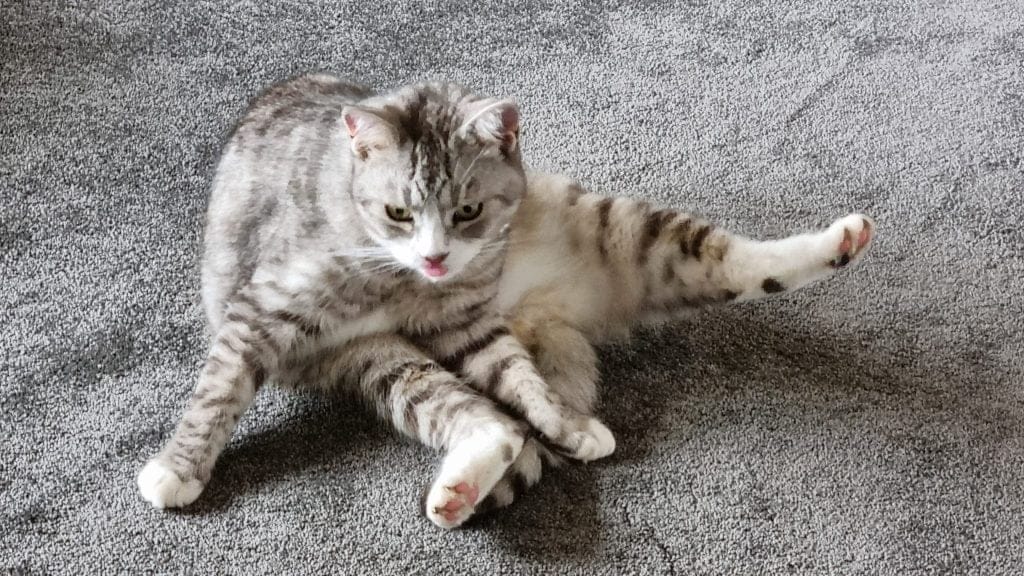 Cat sitting on the carpet, cleaning herself in awkward curled over position, basically sitting on her butt, paws stretched out in front.