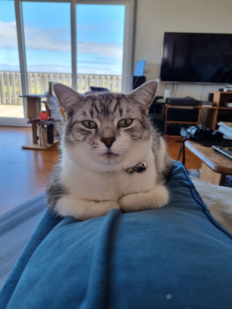 Cat sitting on armrest of couch, paws all folded under.