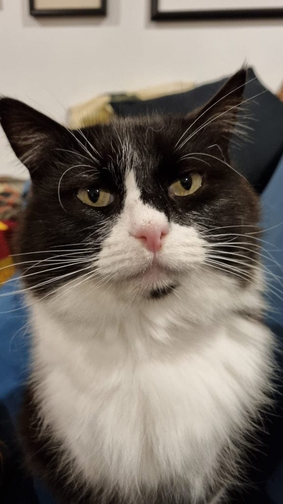 Cat in close-up portrait looking into camera, eyes slightly shut, looking questioning.