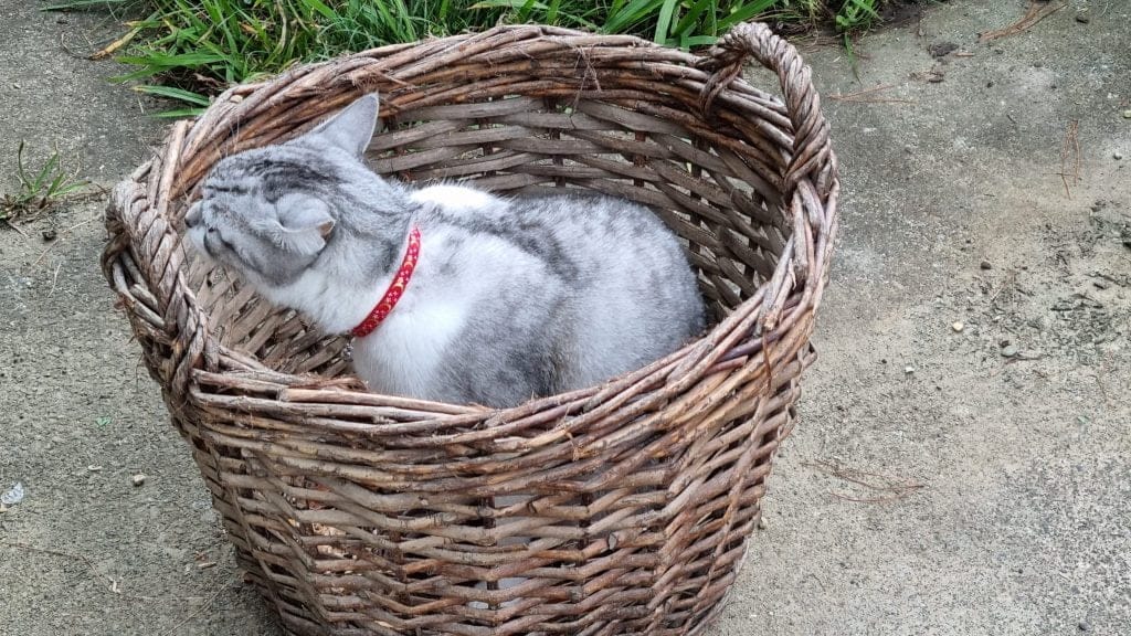 Cat sitting in a woven basket outside