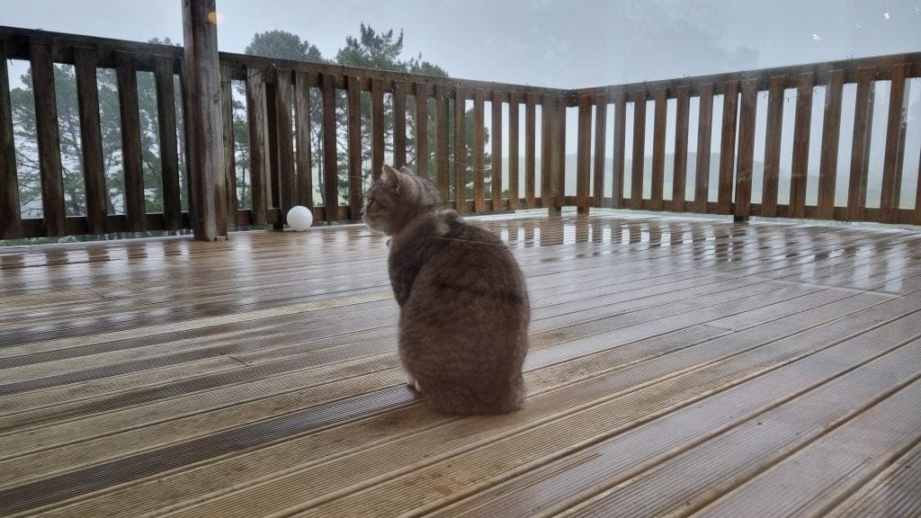 Cat sitting outside on the deck under roof, looking into space