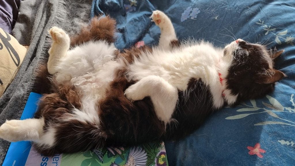 Cat with curly fluffy tummy fur laying on its back, sleeping, paws in the air.