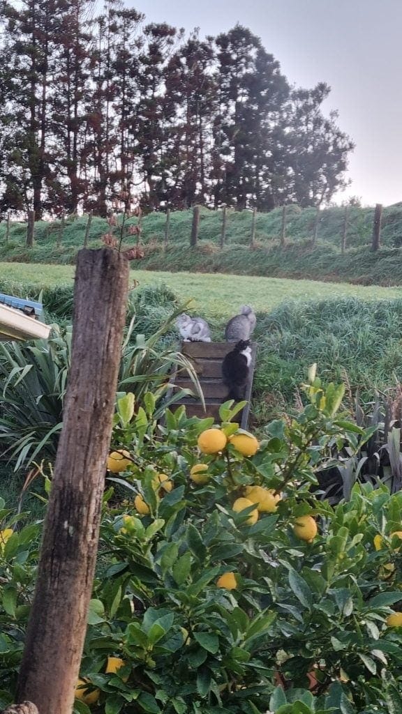 Three cats sitting on top of stairs up a grassy bank in the garden.