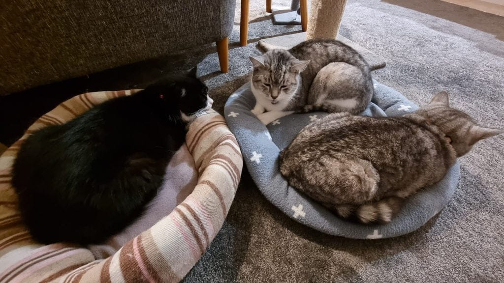 Two pet beds with 3 cats. Rather impressive considering they typically need a lot of personal space.