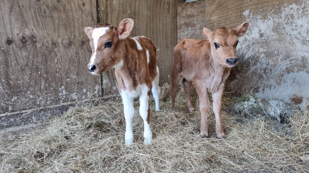 Two calves, one plain brows and one brown with white patches standing in the corner of a shelter
