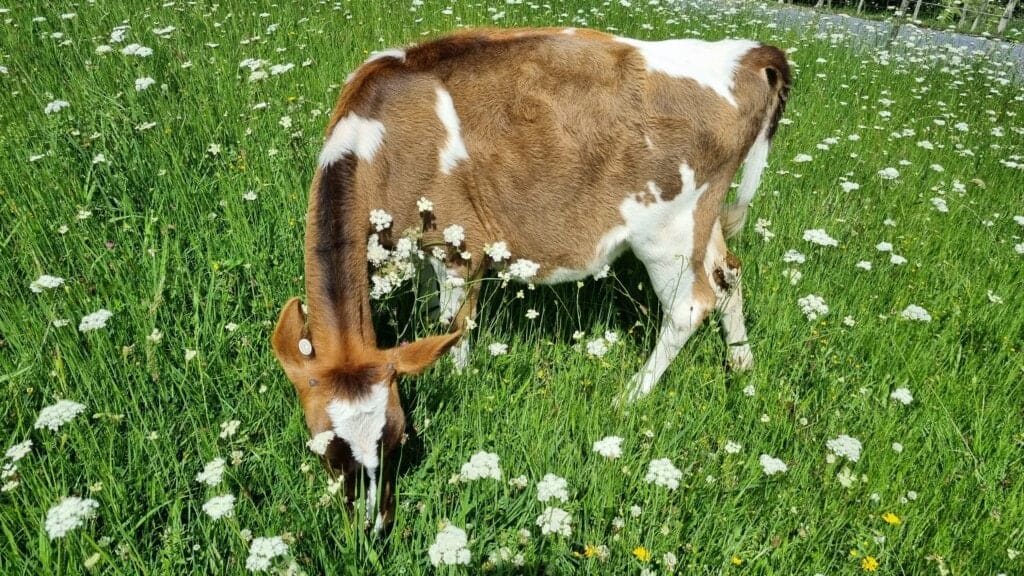 A brown calf with white patches in lush green grass
